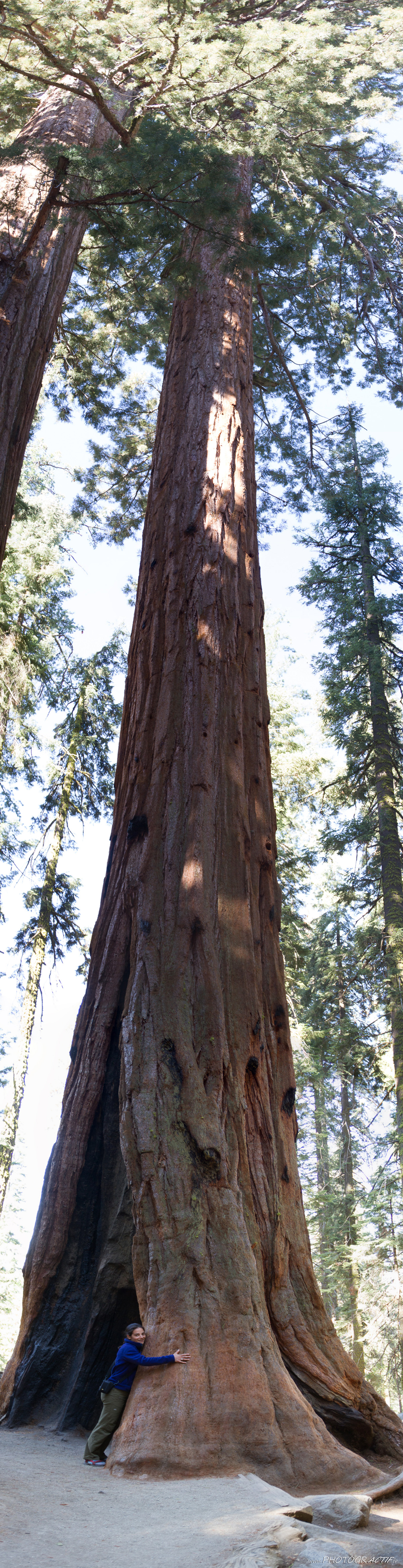 9-Sequoia National Park (1)